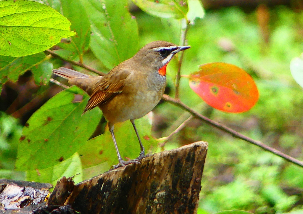 P1340146：ノゴマ（オス）_R
