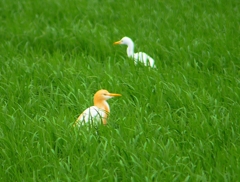 P1030052：アマサギ_R