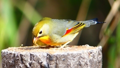 P1830964：ソウシチョウ-15_R