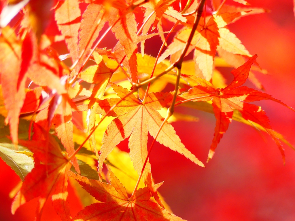 P1030476：永観堂＜京都の紅葉＞_R