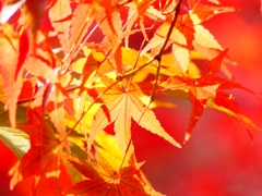 P1030476：永観堂＜京都の紅葉＞_R