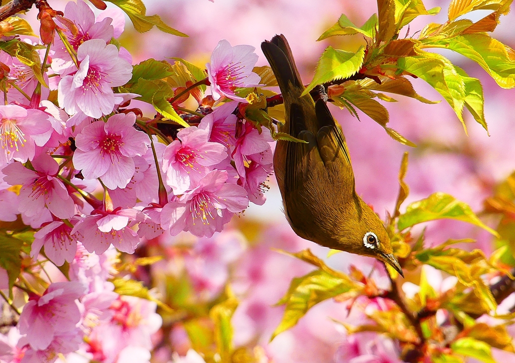 P1890651：河津桜にメジロ_R