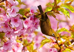 P1890651：河津桜にメジロ_R