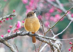 P1780186：ジョウビタキ（メス）_R