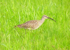 P1990425：チュウシャクシギ_R