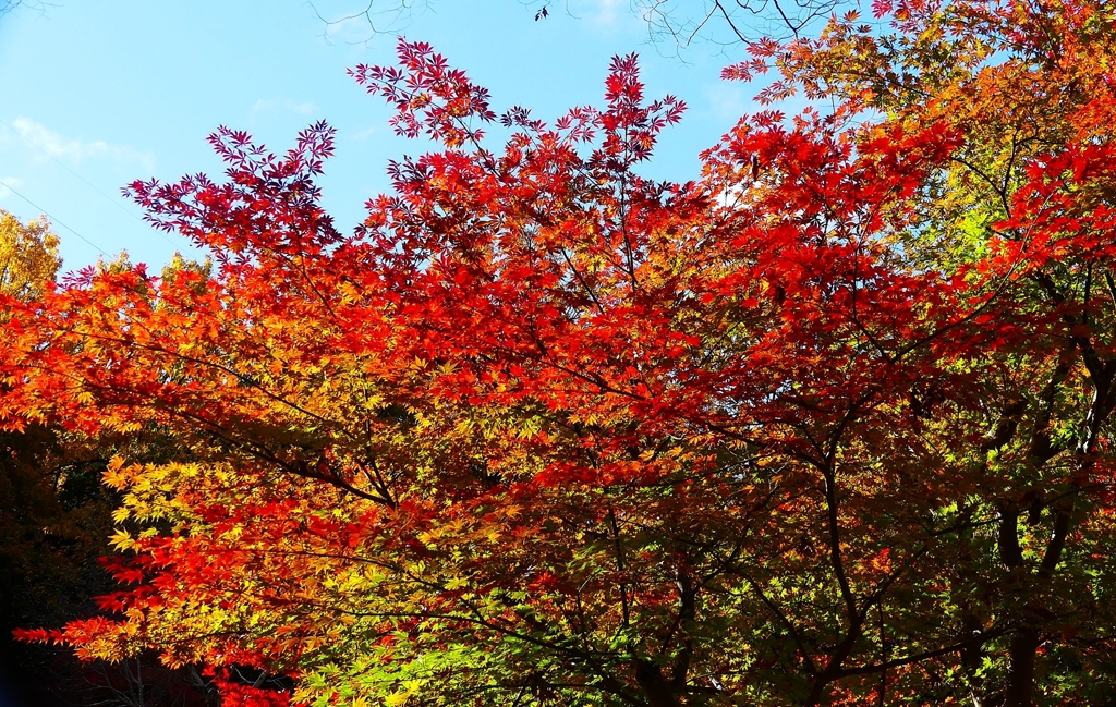 P4520002：紅葉_R