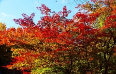 P4520002：紅葉_R