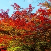 P4520002：紅葉_R