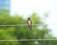 P4300231：ツバメ（若鳥）_R