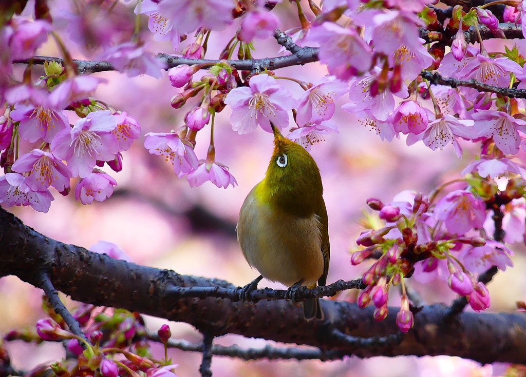 P4780029：メジロ＜河津桜＞_R