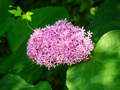 P4230038：ボタンクサギ_R
