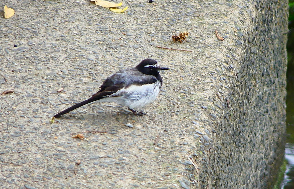 P1000860：セグロセキレイ_R