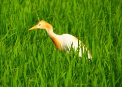 P1050717：アマサギ_R