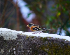 P3750207：雪にアトリ_R