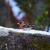 P3750207：雪にアトリ_R