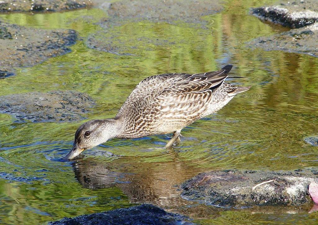 P1220369：コガモ_R