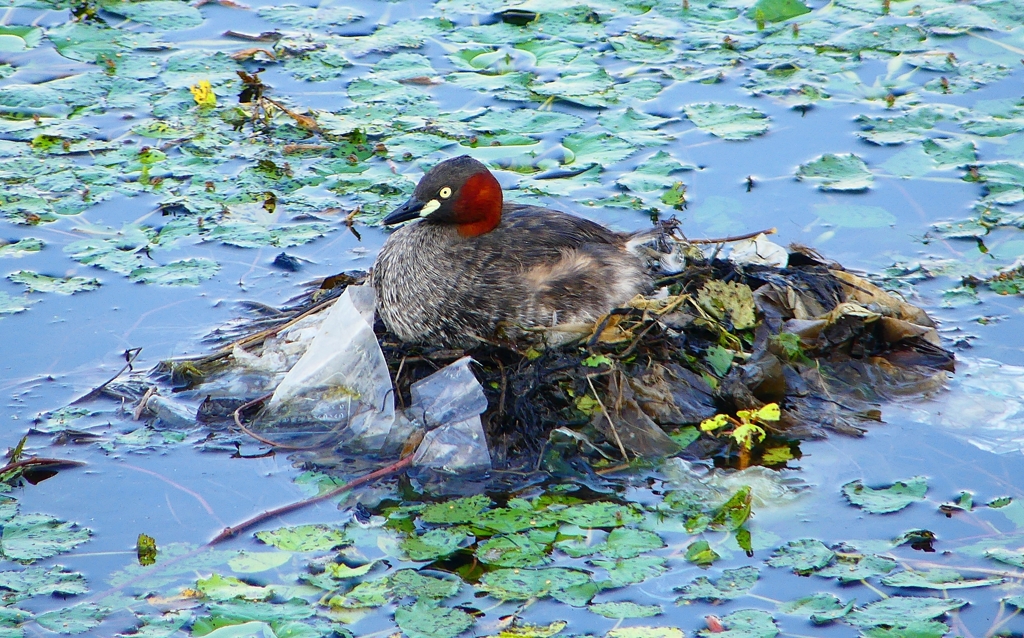 P1070597：カイツブリ_R