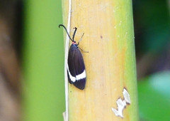 P1190593：ホタルガ_R