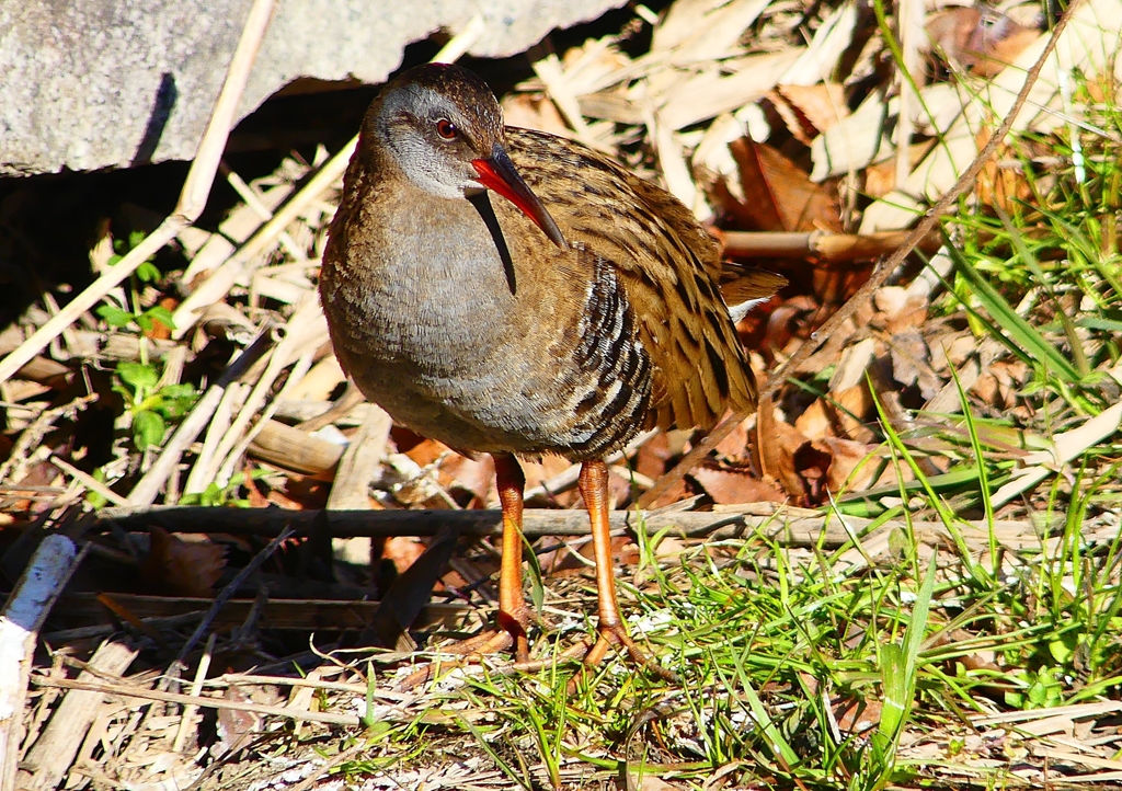 P1730119：クイナ_R
