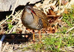 P1730119：クイナ_R