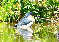 P2010751：ゴイサギ_R