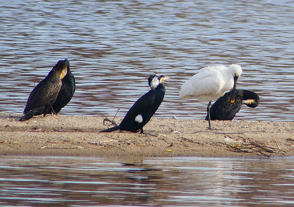 P1570082：ヘラサギ_R