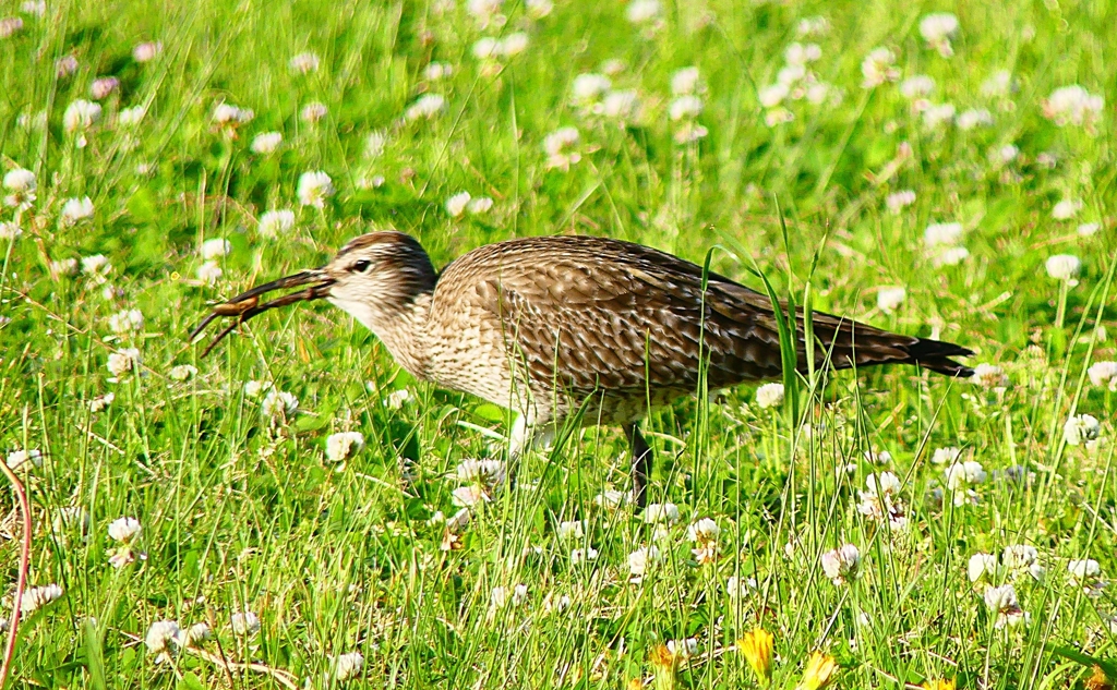 P4950743：チュウシャクシギ_R