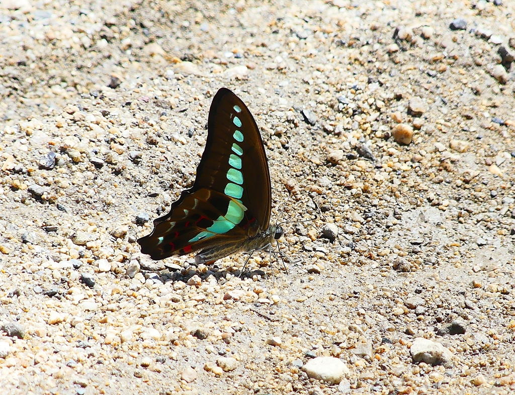 P4240140：アオスジアゲハ_R