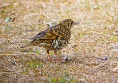 P1760062：トラツグミ_R