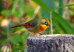 P1520402：ソウシチョウ_R