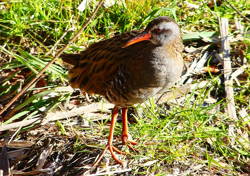 P1730036：クイナ_R