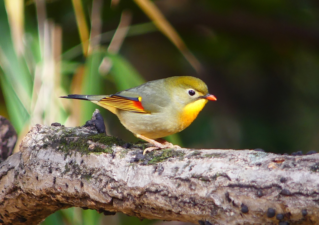 P1550563：ソウシチョウ_R