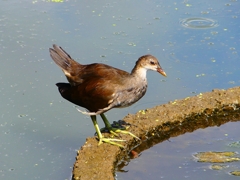 P1100164：バン_R