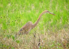 P1410333：ムラサキサギ_R