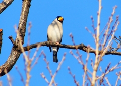 P1770545：イカル_R
