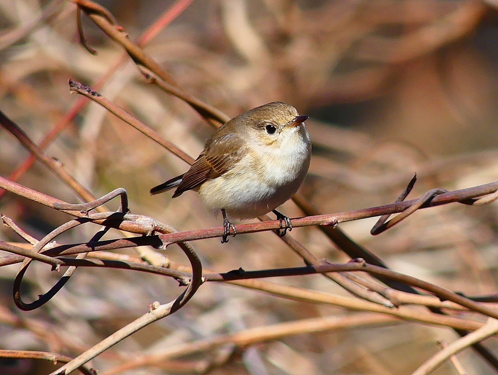 P4620566：ニシオジロビタキ_R