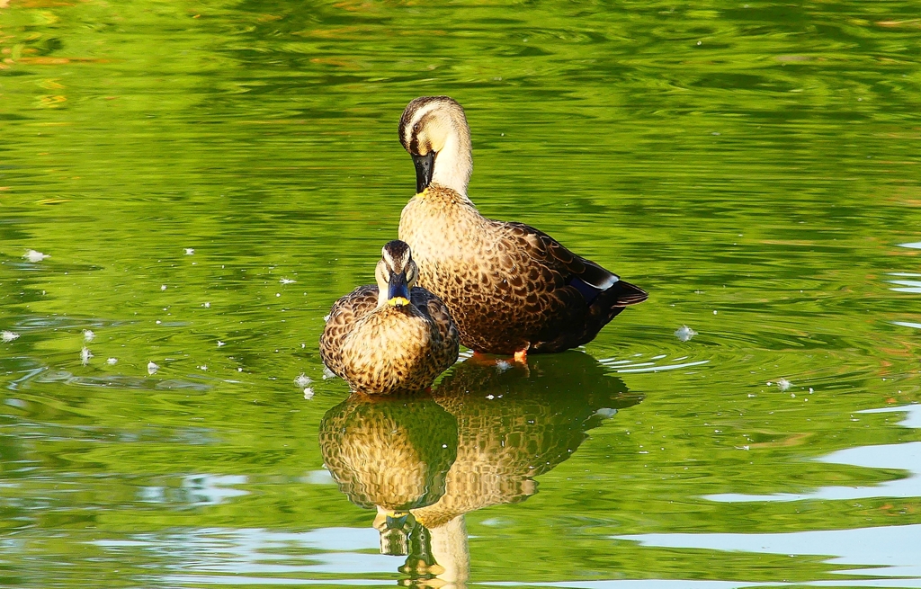 P4460007：カルガモ_R