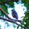 P1320831：カワラヒワ_R