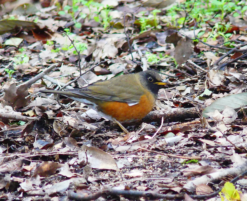 P3870523：オオアカハラ（オス）_R