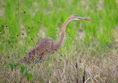 P1410510：ムラサキサギ_R