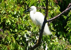P2010507：コサギ_R