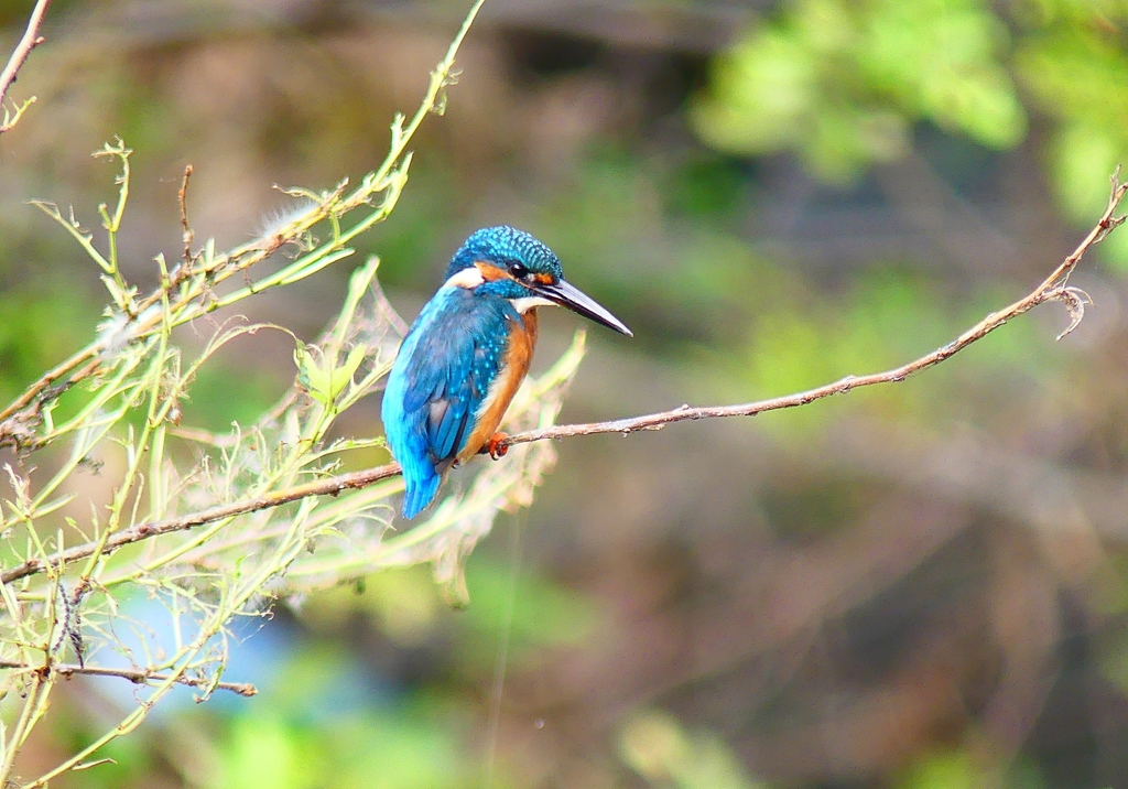 P4320152：カワセミ（オス）_R