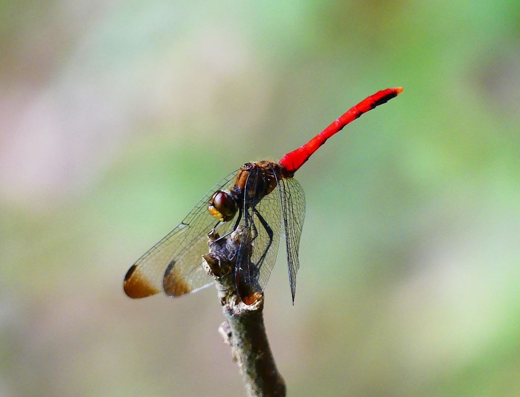 P1080358：リスアカネ_R