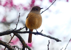 P1780132：ジョウビタキ（メス）_R