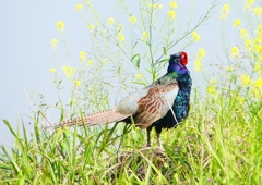 P1990871：キジ（オス）_R