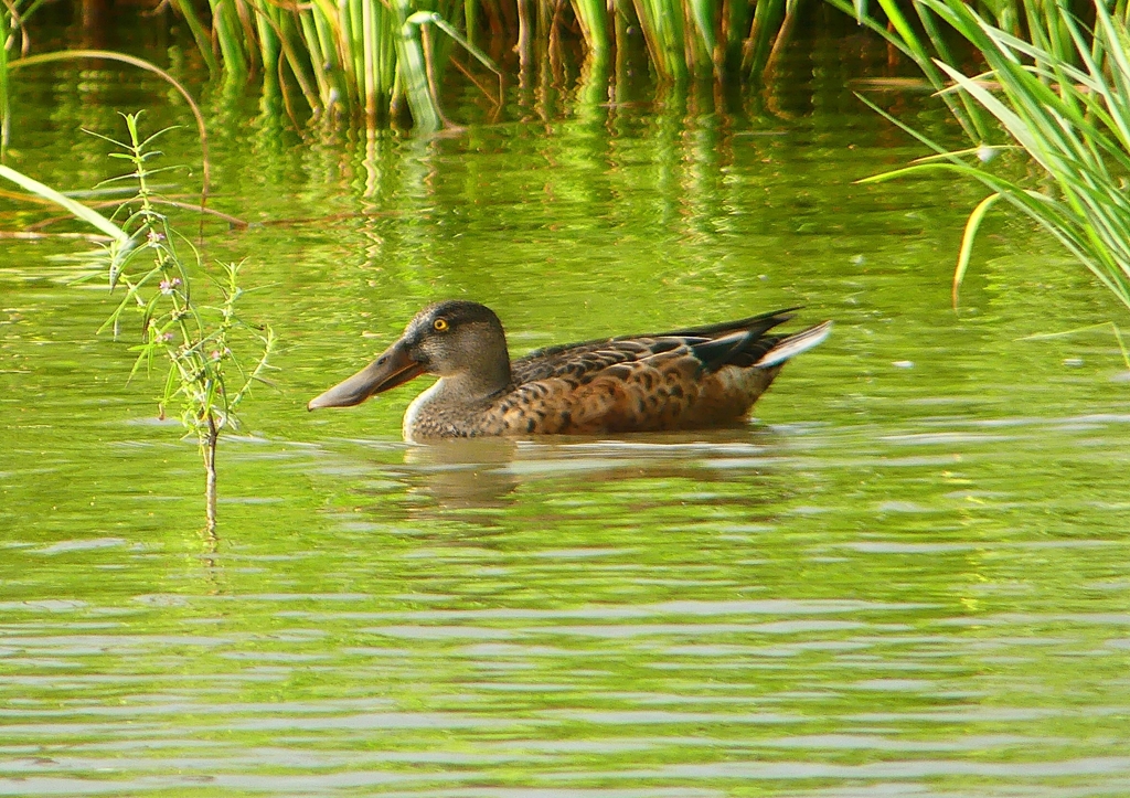 P1230200：ハシビロガモ_R