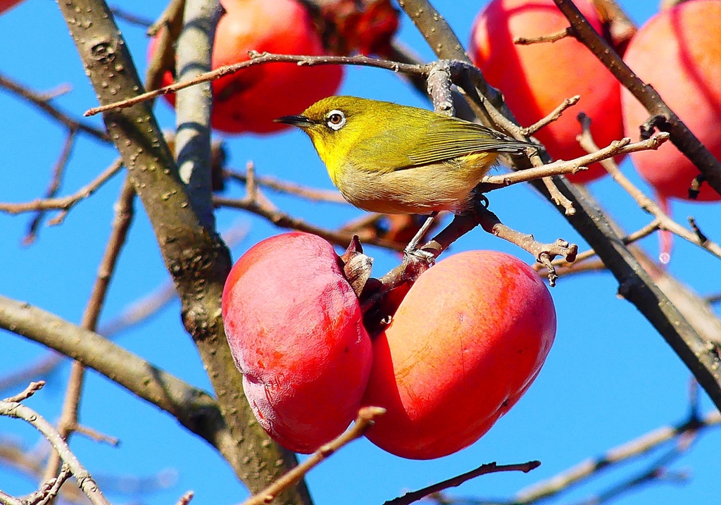 P4560526：柿にメジロ_R