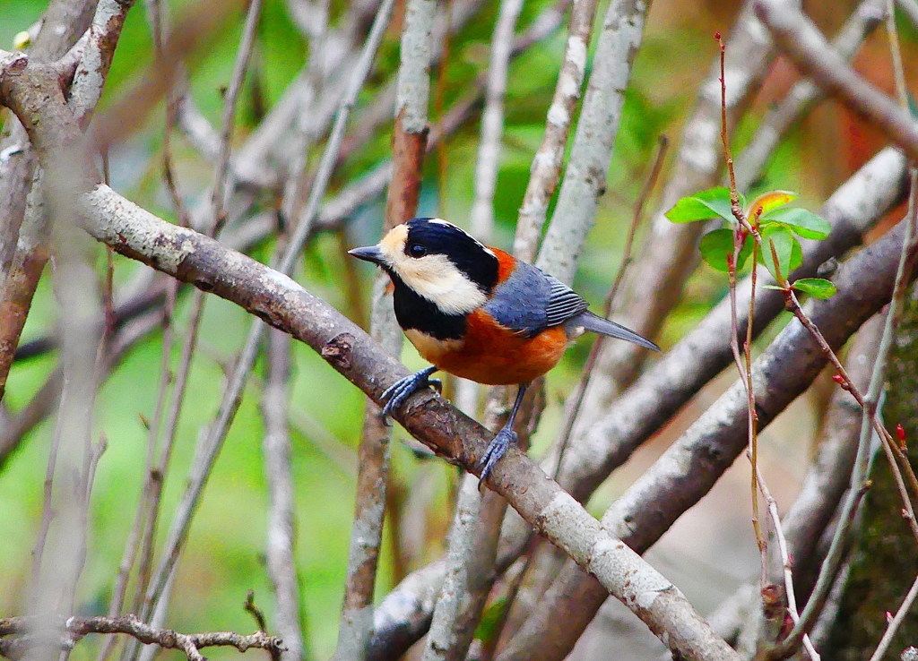 P4710091：ヤマガラ_R