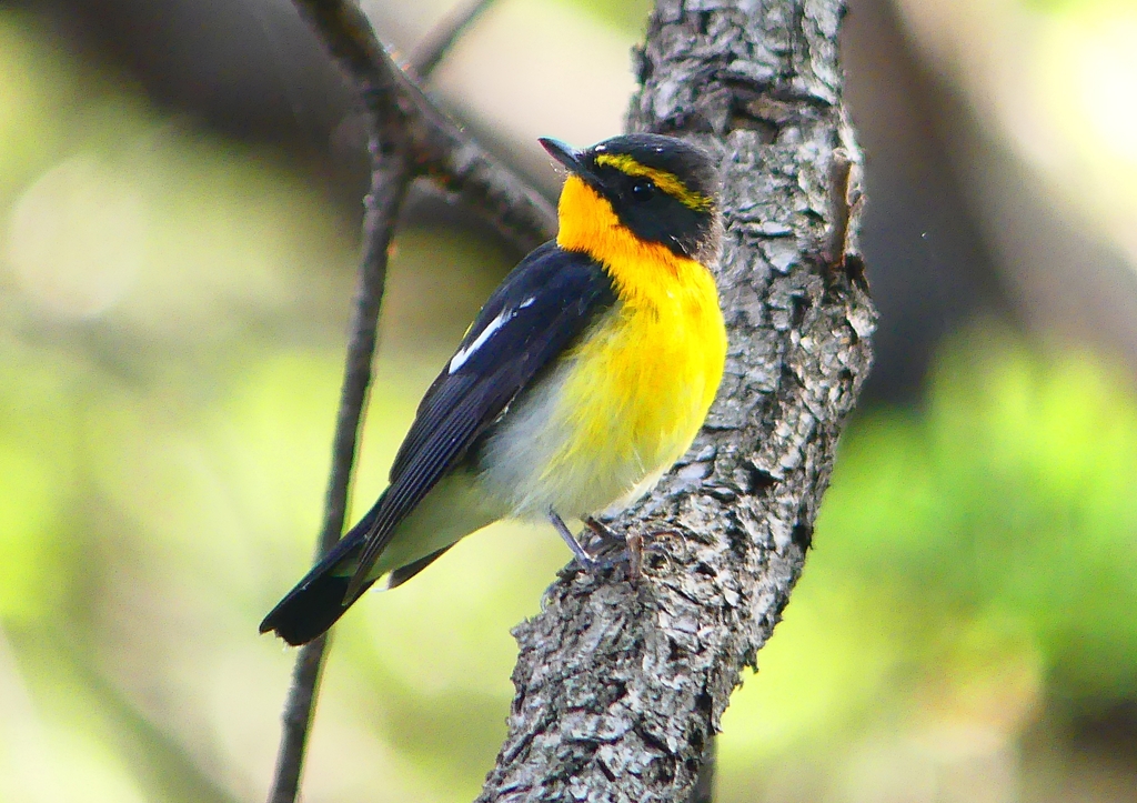 P1980365：キビタキ（オス）_R