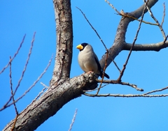P3790664：イカル_R